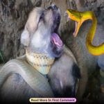 So Horrible ! Puppy Was Strangled And Swallowed To Death By A Giant Snake..
