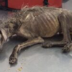 The Emaciated Dog Was Starved And Fiercely Attacked By Parasites