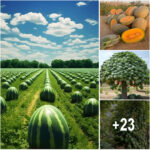 Exploring Unique Fruits That Enrich Nature and Boost Farmers’ Economy